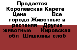 Продаётся!     Королевская Карета › Цена ­ 300 000 - Все города Животные и растения » Другие животные   . Кировская обл.,Шишканы слоб.